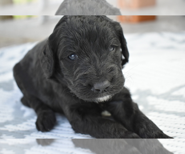 Medium Photo #1 Goldendoodle Puppy For Sale in COOPER, TX, USA