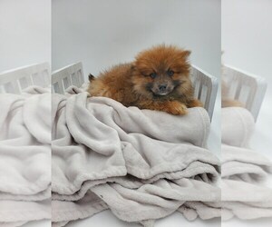 Pomeranian Puppy for sale in GOSHEN, IN, USA