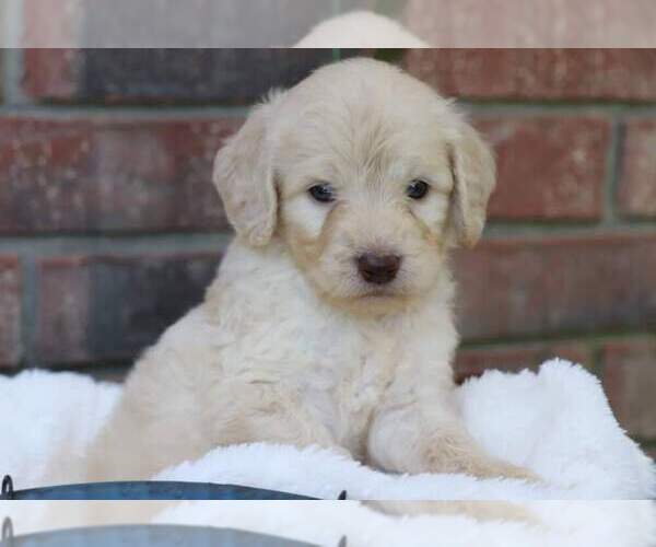 Medium Photo #8 Goldendoodle Puppy For Sale in BRIGHTON, MO, USA