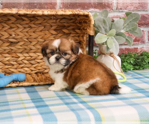 Medium Photo #2 Shih Tzu Puppy For Sale in SYRACUSE, IN, USA