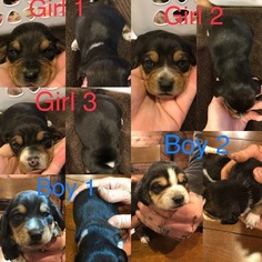 Beagle Harrier Puppy for sale in CREEKSIDE, PA, USA