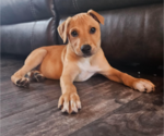 Small #3 Mutt