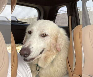 Great Pyrenees-Unknown Mix Dogs for adoption in Houston, TX, USA