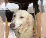 Small Great Pyrenees Mix
