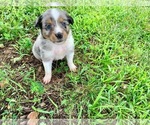 Small Photo #2 Miniature Australian Shepherd Puppy For Sale in PURDY, MO, USA