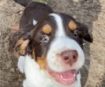 Small Photo #2 English Springer Spaniel Puppy For Sale in JAMES ISLAND, SC, USA
