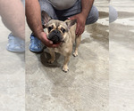 Small #4 French Bulldog