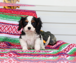 Cavalier King Charles Spaniel Puppy for sale in SHILOH, OH, USA