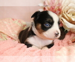 Small Photo #24 Australian Shepherd Puppy For Sale in STAFFORD, VA, USA