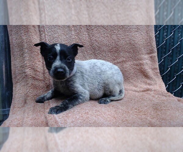 Medium Photo #1 Mutt Puppy For Sale in Downey, CA, USA