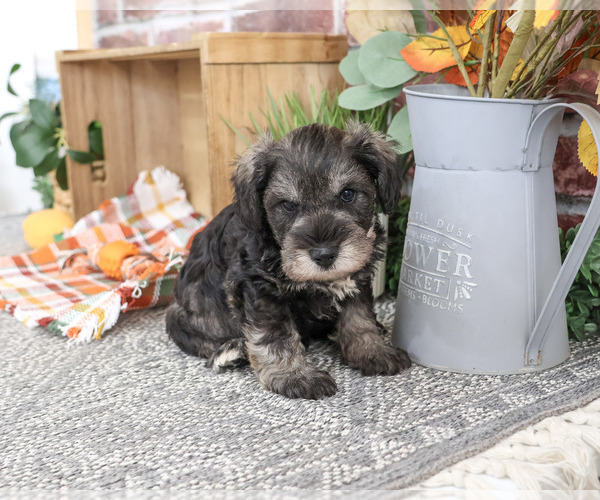 Medium Photo #4 Schnauzer (Miniature) Puppy For Sale in SYRACUSE, IN, USA