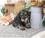 Small #3 Schnauzer (Miniature)