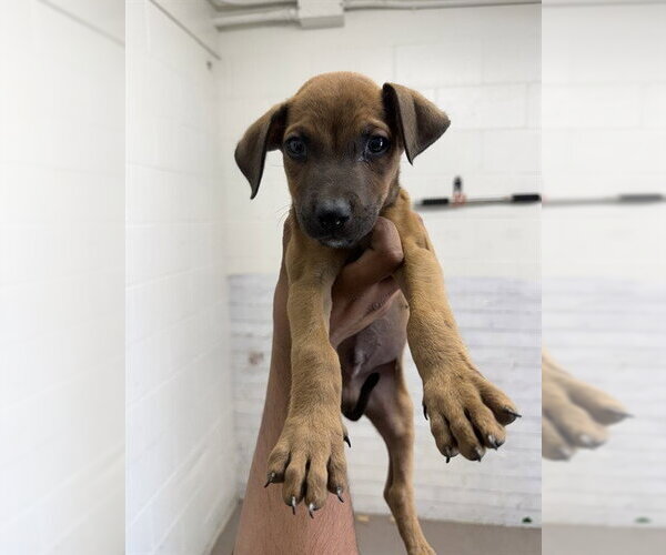 Medium Photo #1 Mutt Puppy For Sale in San Bernardino, CA, USA