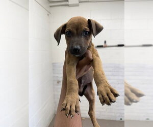 Mutt Dogs for adoption in San Bernardino, CA, USA