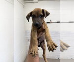 MOWGLI - Male Mutt Dog for Adoption - Small photo