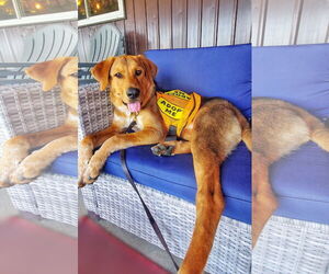 Retriever -Unknown Mix Dogs for adoption in Fultonham, NY, USA