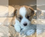 Small #22 Pembroke Welsh Corgi