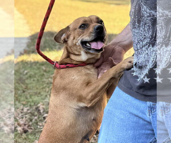 Medium Photo #3 Mutt Puppy For Sale in Yardley, PA, USA