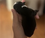 Puppy Puppy 5 Boston Terrier