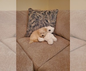 Maltipoo Puppy for sale in CARY, NC, USA
