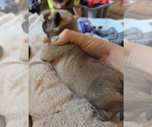 Medium Photo #19 Pug Puppy For Sale in HILLSDALE, MI, USA