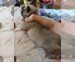 Small Photo #19 Pug Puppy For Sale in HILLSDALE, MI, USA
