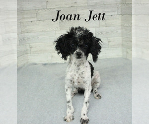 Poodle (Toy) Puppy for sale in CHANUTE, KS, USA