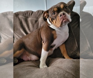 Mother of the Olde English Bulldogge puppies born on 03/08/2023