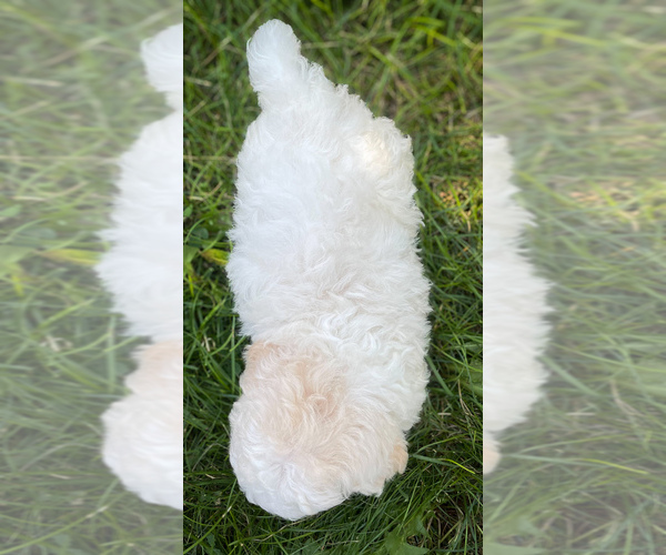Medium Photo #2 Zuchon Puppy For Sale in FAIRBANK, IA, USA