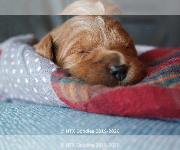 Medium Photo #16 Goldendoodle Puppy For Sale in DENISON, TX, USA