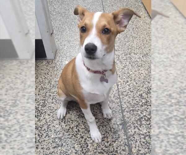 Medium Photo #1 Basenji-Unknown Mix Puppy For Sale in Tracy, CA, USA
