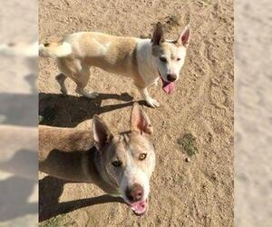 Siberian Husky-Unknown Mix Dogs for adoption in Lancaster, CA, USA