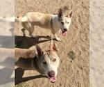 Small Siberian Husky Mix
