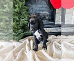 Puppy Blue Great Dane