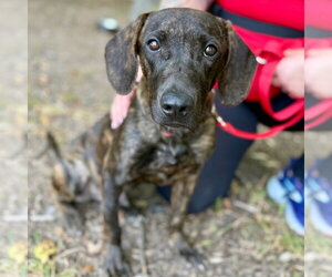Cowboy - Male Mutt Dog for Adoption - Photo #5
