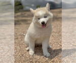 Small #9 Huskies  Mix