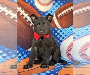 German Shepherd Dog Puppy for sale in KIRKWOOD, PA, USA
