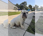 Small #4 Bulldog