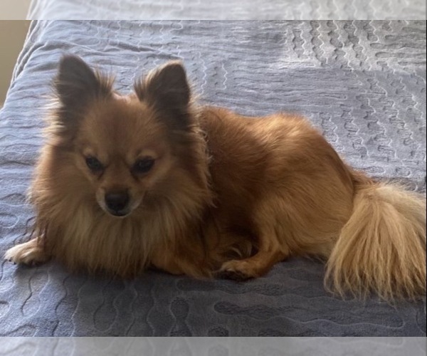 Medium Photo #1 Chiranian Puppy For Sale in KISSIMMEE, FL, USA