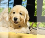 Small Photo #10 Golden Retriever Puppy For Sale in AMITY, AR, USA