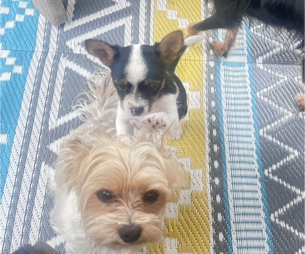 Medium Photo #9 Chorkie Puppy For Sale in SOUTH BEND, IN, USA