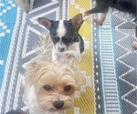 Mazie - Female Chorkie Puppy for Sale - Photo #9