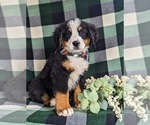 Small Photo #3 Bernese Mountain Dog Puppy For Sale in QUARRYVILLE, PA, USA