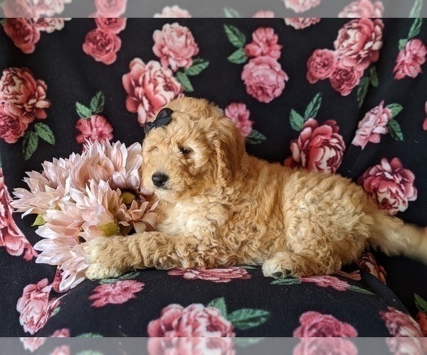 Medium Photo #4 Goldendoodle Puppy For Sale in PEACH BOTTOM, PA, USA
