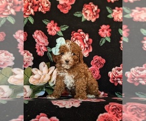 Poodle (Miniature) Puppy for sale in LEOLA, PA, USA