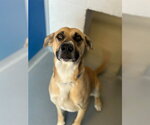 *EDWARD - Male Mutt Dog for Adoption - Small photo