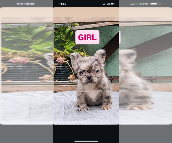Medium Photo #10 French Bulldog Puppy For Sale in PHOENIX, AZ, USA