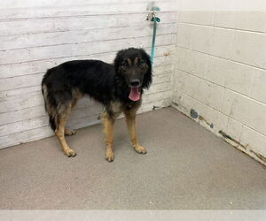 German Shepherd Dog Dogs for adoption in San Bernardino, CA, USA