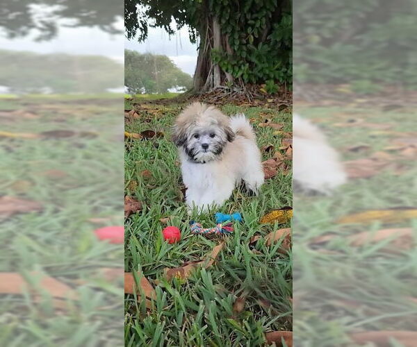 Medium Photo #4 Shih Tzu Puppy For Sale in Weston, FL, USA