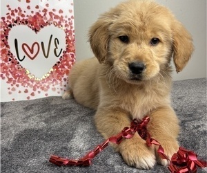 Golden Retriever Puppy for sale in INDIANAPOLIS, IN, USA